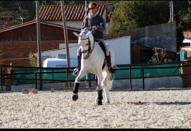  Comparto pupilaje caballo castrado.