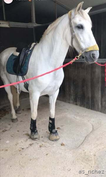 Cruzado lusitano