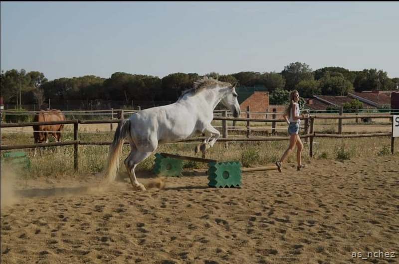 Cruzado lusitano {TYPE}