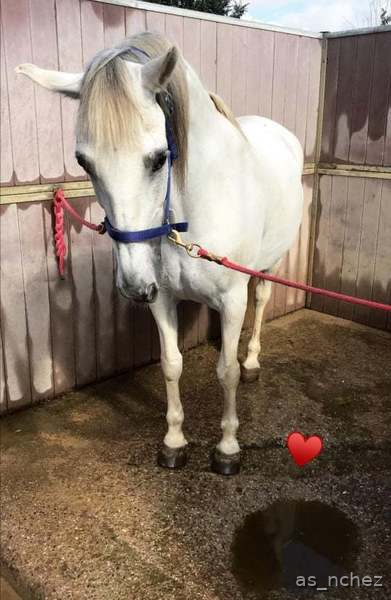 Busco/Cambio/Cedo Caballo Cruzado lusitano - Comparto pupilaje caballo castrado.