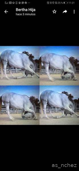 Comparto pupilaje caballo castrado. - Busco/Cambio/Cedo Caballo Cruzado lusitano