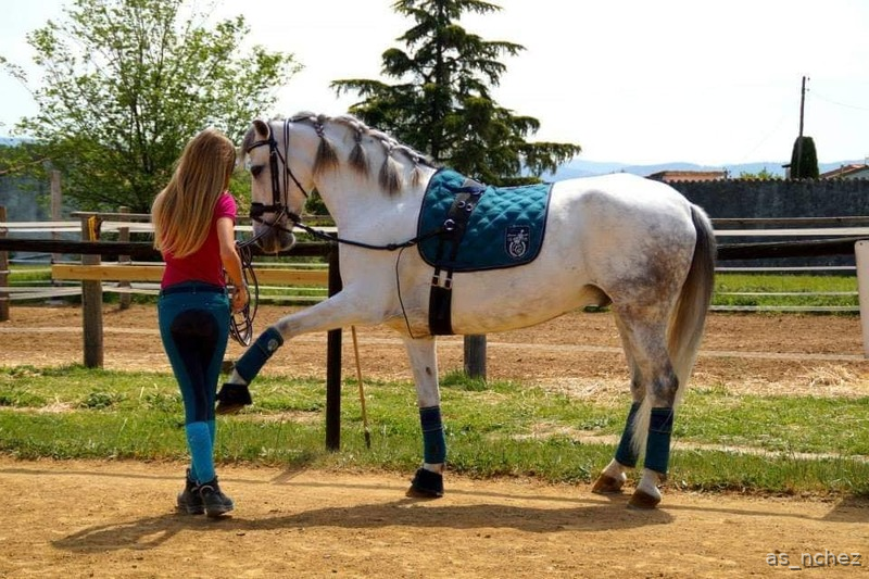 Comparto pupilaje caballo castrado. - Cruzado lusitano