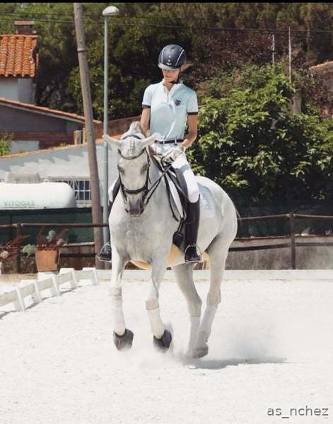 Comparto pupilaje caballo castrado. - Busco/Cambio/Cedo Caballo