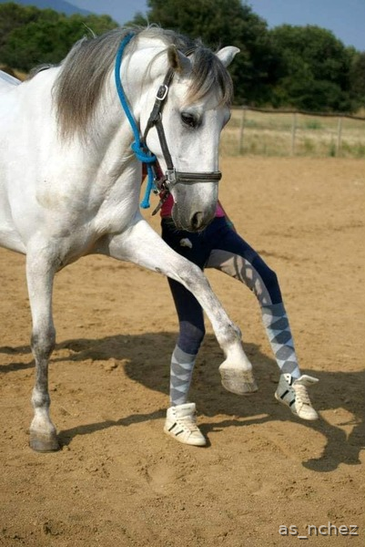 Comparto pupilaje caballo castrado.