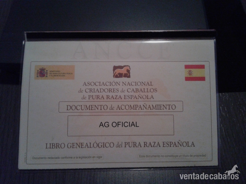 AG Oficial P.R.E - Caballos Pura Raza Española (P.R.E.) in 