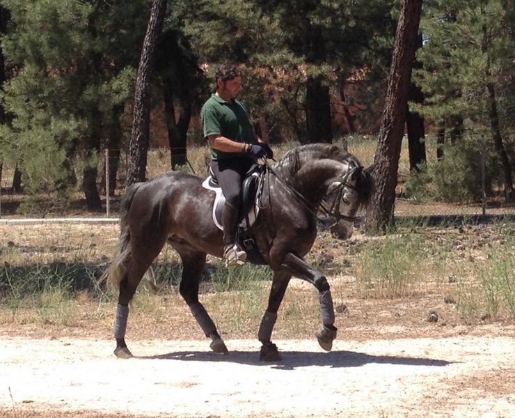AG Oficial P.R.E - Caballos Pura Raza Española (P.R.E.) Pura Raza Española