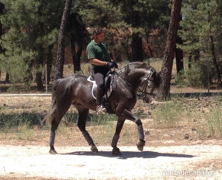 AG Oficial P.R.E - Caballos Pura Raza Española (P.R.E.) Pura Raza Española