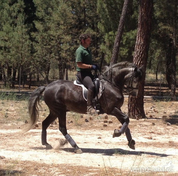 AG Oficial P.R.E - Caballos Pura Raza Española (P.R.E.)