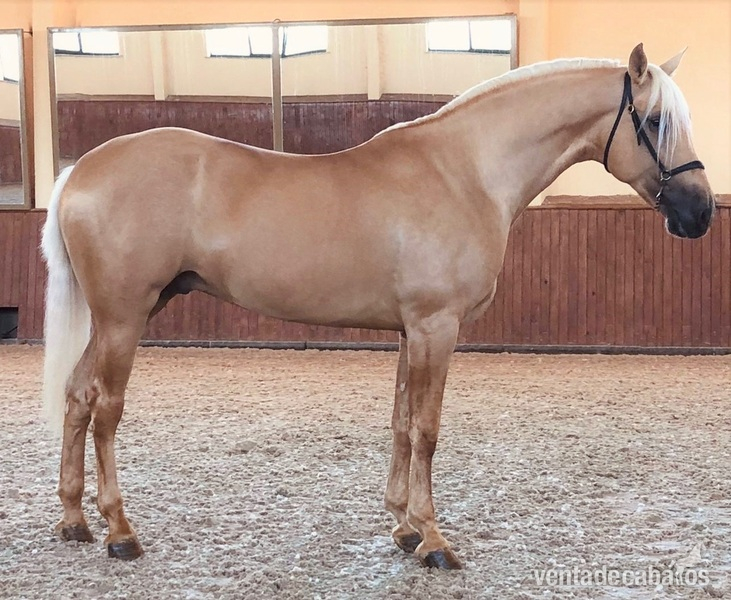 CABALLO PALOMINO P.R.E in 