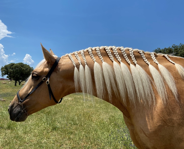 Caballos Pura Raza Española (P.R.E.) Pura Raza Española - CABALLO PALOMINO P.R.E