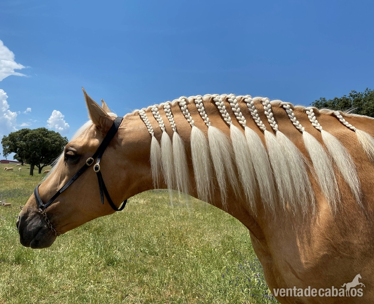 Caballos Pura Raza Española (P.R.E.) Pura Raza Española - CABALLO PALOMINO P.R.E