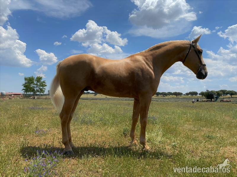 CABALLO PALOMINO P.R.E - Caballos Pura Raza Española (P.R.E.) Pura Raza Española
