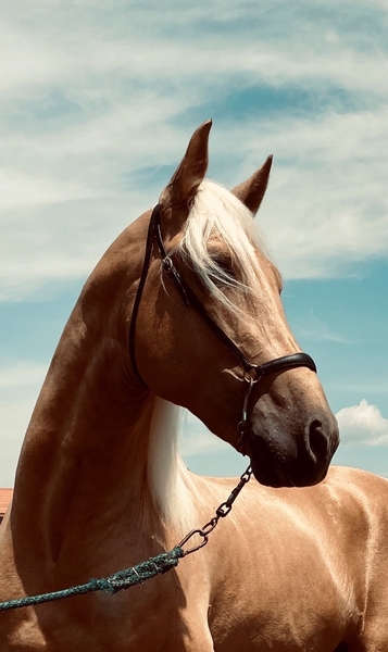 CABALLO PALOMINO P.R.E - Pura Raza Española