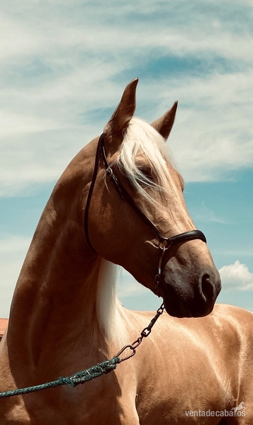 CABALLO PALOMINO P.R.E - Pura Raza Española