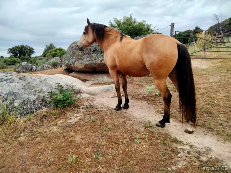  Se vende precioso caballo hispanoarabe