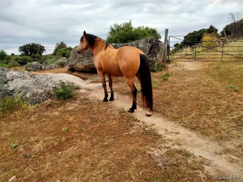 Se vende precioso caballo hispanoarabe - Caballo Hispano Árabe in 