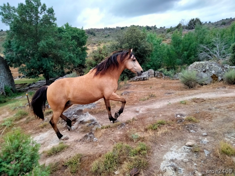 Se vende precioso caballo hispanoarabe - Caballo Hispano Árabe