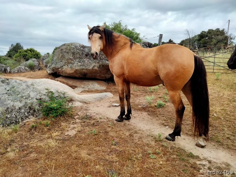 Se vende precioso caballo hispanoarabe 