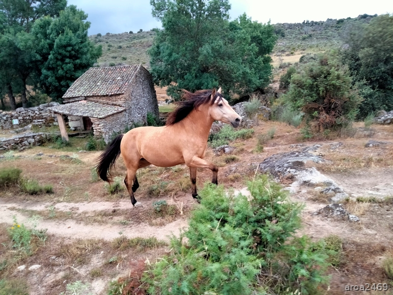 Hispano árabe