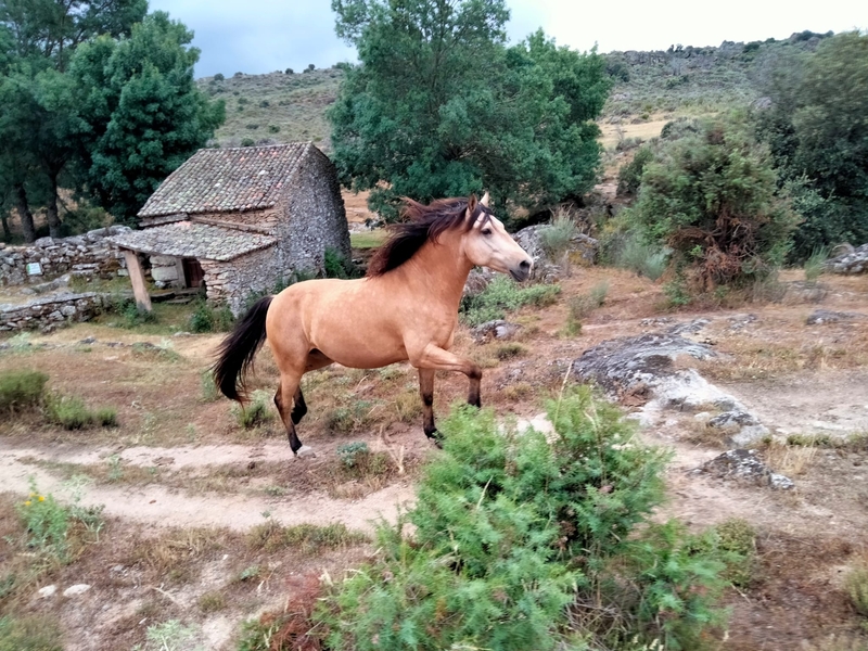 Hispano árabe