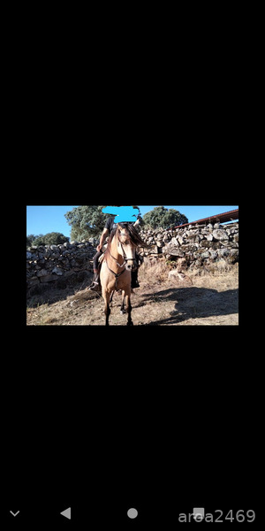 Caballo Hispano Árabe Hispano árabe - Se vende precioso caballo hispanoarabe