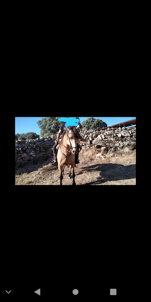 Caballo Hispano Árabe Hispano árabe - Se vende precioso caballo hispanoarabe