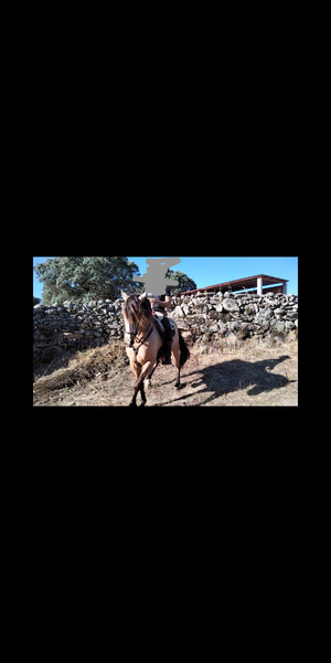 Se vende precioso caballo hispanoarabe - Hispano árabe