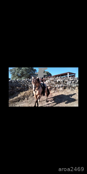 Se vende precioso caballo hispanoarabe - Hispano árabe