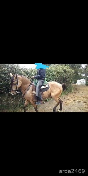 Se vende precioso caballo hispanoarabe - Caballo Hispano Árabe