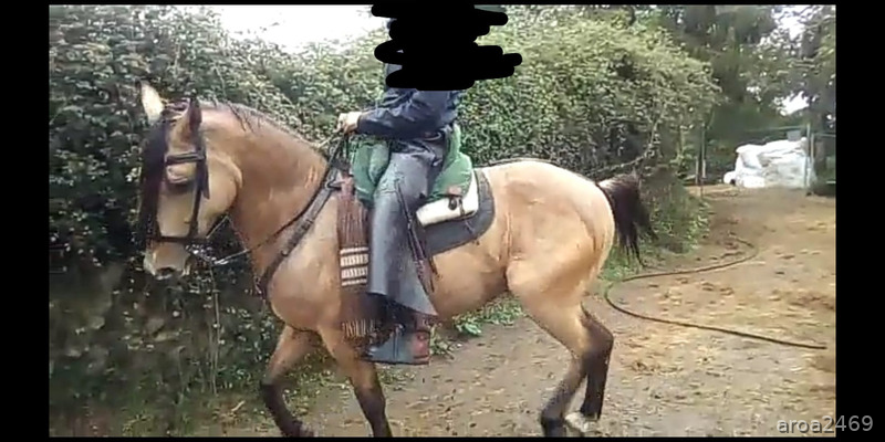 Se vende precioso caballo hispanoarabe