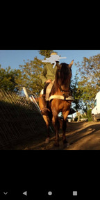 Se vende precioso caballo hispanoarabe