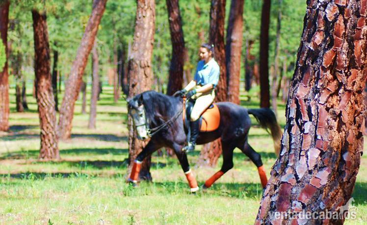 7YO GELDING PRE OUT OF THE BEST BLOODLINES..AVAILABLE X ANY RIDER in 