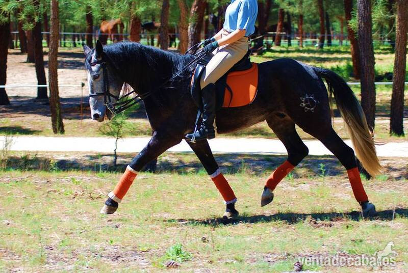 Caballos Pura Raza Española (P.R.E.) Pura Raza Española - 7YO GELDING PRE OUT OF THE BEST BLOODLINES..AVAILABLE X ANY RIDER