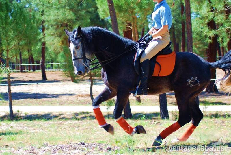 7YO GELDING PRE OUT OF THE BEST BLOODLINES..AVAILABLE X ANY RIDER - Caballos Pura Raza Española (P.R.E.) Pura Raza Española