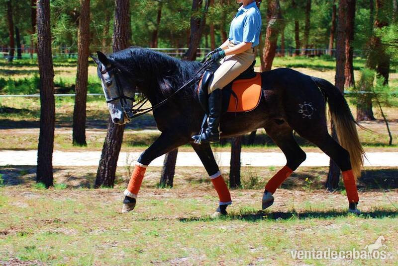7YO GELDING PRE OUT OF THE BEST BLOODLINES..AVAILABLE X ANY RIDER - Pura Raza Española