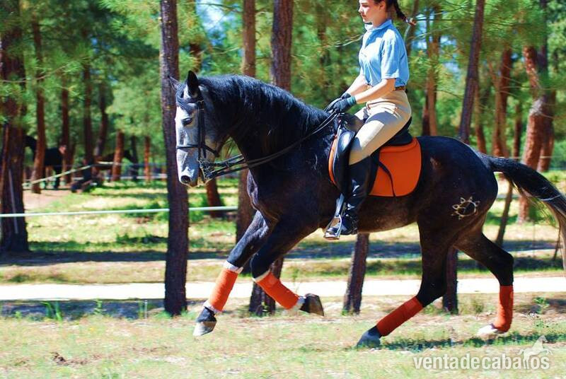 7YO GELDING PRE OUT OF THE BEST BLOODLINES..AVAILABLE X ANY RIDER - Caballos Pura Raza Española (P.R.E.)