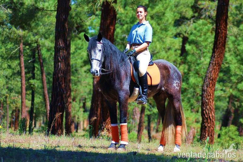 7YO GELDING PRE OUT OF THE BEST BLOODLINES..AVAILABLE X ANY RIDER