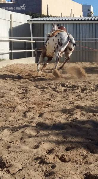 Appaloosa
