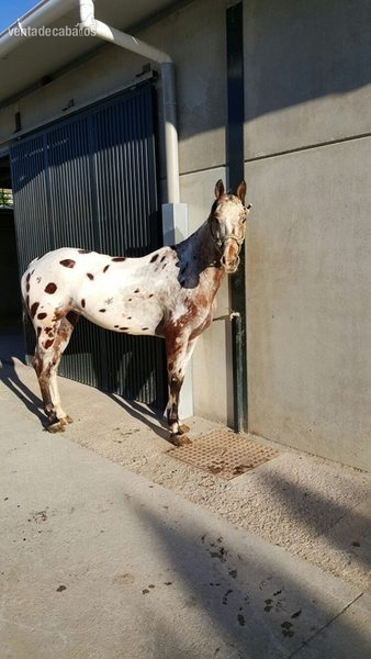 Appaloosa {TYPE}