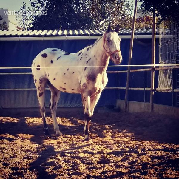 Caballos Capados Appaloosa - Caballo apalussa, capado.
