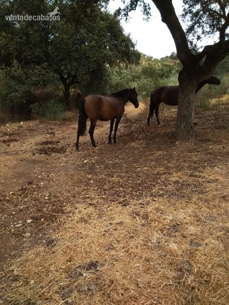 Yeguada de Pura Raza Española in 
