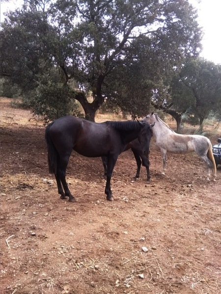 Yeguada de Pura Raza Española - Yeguas