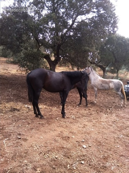 Yeguada de Pura Raza Española - Yeguas