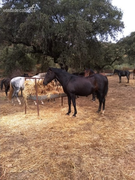Yeguada de Pura Raza Española