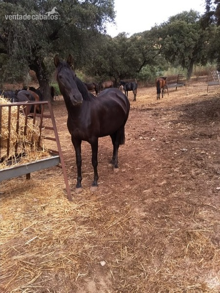  Yeguada de Pura Raza Española