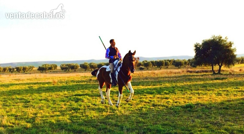CHEROKEE, JACA CUATRALBA PIA in 