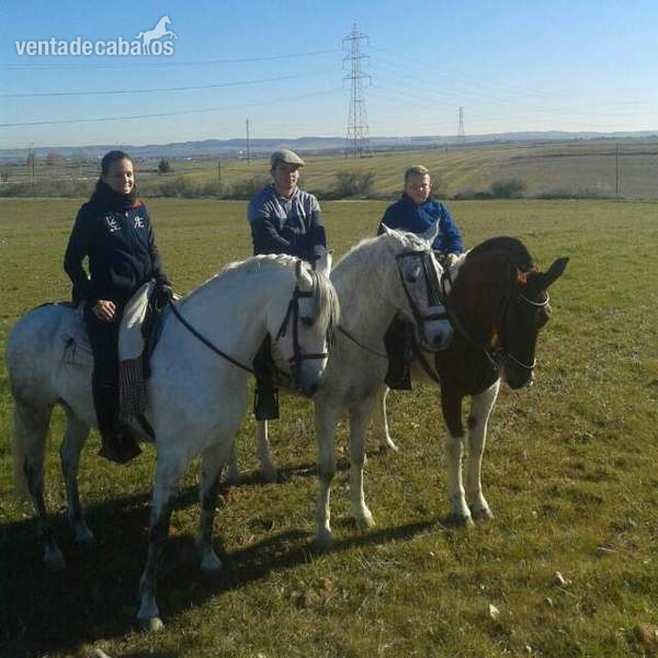 CHEROKEE, JACA CUATRALBA PIA - Caballos Capados Cruzado