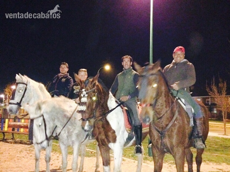 CHEROKEE, JACA CUATRALBA PIA - Caballos Capados