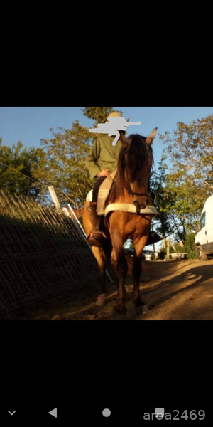 Se vende precioso caballo hispanoarabe in 