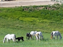 YEGUAS DE CRIA P.R.E. CARTUJA
